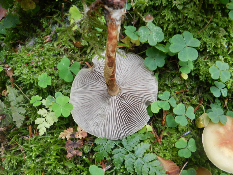 sempre bosco prevalenza conifere